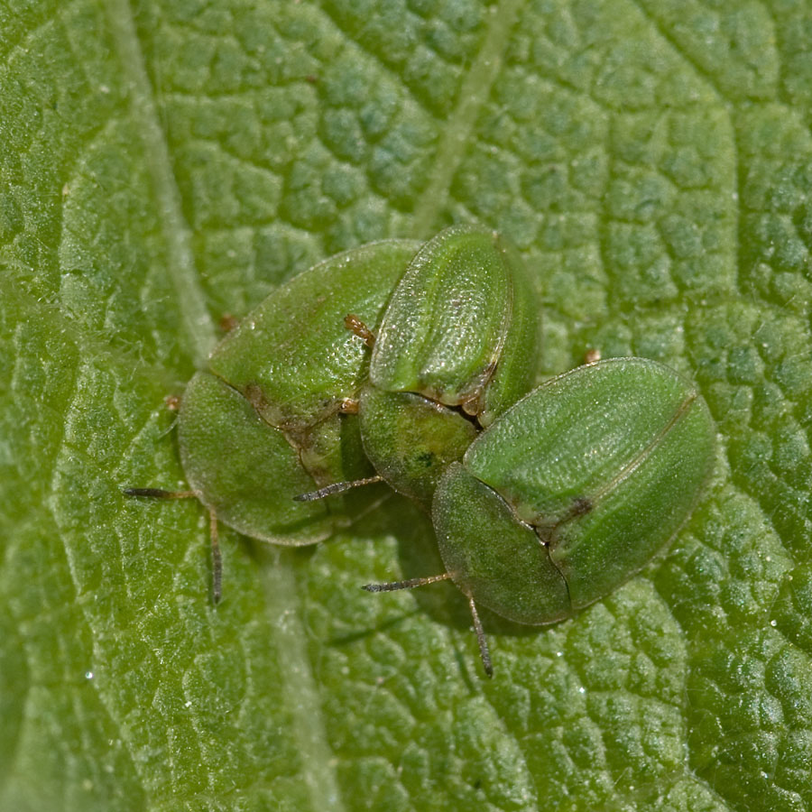 Cassida viridis